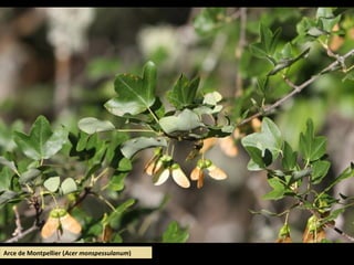 Arce de Montpellier (Acer monspessulanum)
 
