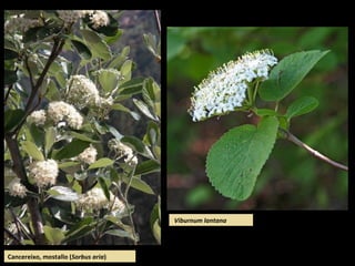 Cancereixo, mostallo (Sorbus aria)
Viburnum lantana
 