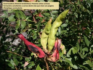 Escornacabras (Pistacia terebinthus). Presenta unhas curiosas
formacións semellantes a cornos dentro das que viven uns pulgóns
(Peniphigus cornicularis).
 