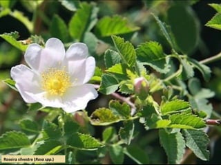Roseira silvestre (Rosa spp.)
 