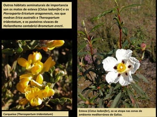 Outros hábitats seminaturais de importancia
son os matos de esteva (Cistus ladanifer) e os
Pterosparto-Ericetum aragonensis, nos que
medran Erica australis e Therospartum
tridentatum, e os pasteiros vivaces de
Helianthemo cantabrici-Brometum erecti.
Esteva (Cistus ladanifer), so se atopa nas zonas de
ambiente mediterráneo de Galiza.Carqueixa (Therospartum tridentatum)
 