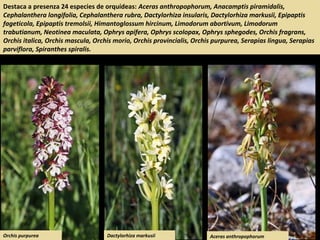 Destaca a presenza 24 especies de orquídeas: Aceras anthropophorum, Anacamptis piramidalis,
Cephalanthera longifolia, Cephalanthera rubra, Dactylorhiza insularis, Dactylorhiza markusii, Epipaptis
fageticola, Epipaptis tremolsii, Himantoglossum hircinum, Limodorum abortivum, Limodorum
trabutianum, Neotinea maculata, Ophrys apifera, Ophrys scolopax, Ophrys sphegodes, Orchis fragrans,
Orchis italica, Orchis mascula, Orchis morio, Orchis provincialis, Orchis purpurea, Serapias lingua, Serapias
parviflora, Spiranthes spiralis.
Aceras anthropophorumDactylorhiza markusiiOrchis purpurea
 