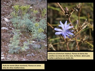 Achicoria (Cichorium intybus). Florece ás beiras dos
camiños nas áreas de clima seco. As flores abren pola
mañán e péchanse ao medio día.
Ruda do monte (Ruta montana). Florece en zonas
altas de clima mediterráneo.
 