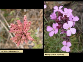 Alhelí (Erysimum linifolium).
Ourego (Origanum virens)
 