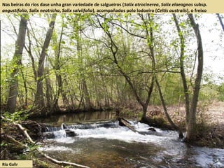 Nas beiras do ríos dase unha gran variedade de salgueiros (Salix atrocinerea, Salix elaeagnos subsp.
angustifolia, Salix neotricha, Salix salviifolia), acompañados polo lodoeiro (Celtis australis), o freixo
(Fraxinus angustifolia), e o ameneiro (Alnus glutinosa).
Río Galir
 