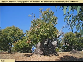 Os soutos (Castanea sativa) aparecen nos arredores das poboacións e acollen exemplares centenarios.
Biobra
 
