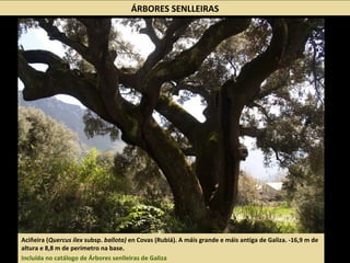 Aciñeira (Quercus ilex subsp. ballota) en Covas (Rubiá). A máis grande e máis antiga de Galiza. -16,9 m de
altura e 8,8 m de perímetro na base.
Incluída no catálogo de Árbores senlleiras de Galiza
ÁRBORES SENLLEIRAS
 