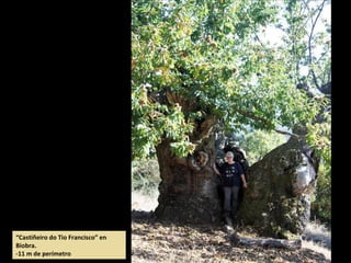 “Castiñeiro do Tio Francisco” en
Biobra.
-11 m de perímetro
 