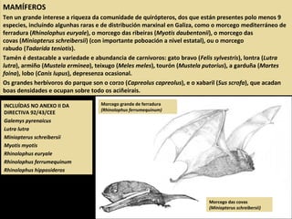 INCLUÍDAS NO ANEXO II DA
DIRECTIVA 92/43/CEE
Galemys pyrenaicus
Lutra lutra
Miniopterus schreibersii
Myotis myotis
Rhinolophus euryale
Rhinolophus ferrumequinum
Rhinolophus hipposideros
MAMÍFEROS
Ten un grande interese a riqueza da comunidade de quirópteros, dos que están presentes polo menos 9
especies, incluíndo algunhas raras e de distribución marxinal en Galiza, como o morcego mediterráneo de
ferradura (Rhinolophus euryale), o morcego das ribeiras (Myotis daubentonii), o morcego das
covas (Miniopterus schreibersii) (con importante poboación a nivel estatal), ou o morcego
rabudo (Tadarida teniotis).
Tamén é destacable a variedade e abundancia de carnívoros: gato bravo (Felis sylvestris), lontra (Lutra
lutra), armiño (Mustela erminea), teixugo (Meles meles), tourón (Mustela putorius), a garduña (Martes
foina), lobo (Canis lupus), depresenza ocasional.
Os grandes herbívoros do parque son o corzo (Capreolus capreolus), e o xabaril (Sus scrofa), que acadan
boas densidades e ocupan sobre todo os aciñeirais.
Morcego grande de ferradura
(Rhinolophus ferrumequinum)
Morcego das covas
(Miniopterus schreibersii)
 