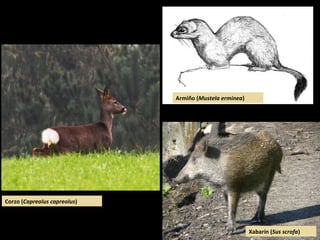 Xabarín (Sus scrofa)
Armiño (Mustela erminea)
Corzo (Capreolus capreolus)
 
