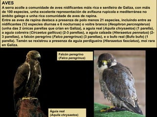 AVES
A serra acolle a comunidade de aves nidificantes máis rica e senlleira de Galiza, con máis
de 100 especies, unha excelente representación de avifauna rupícola e mediterránea no
ámbito galego e unha rica comunidade de aves de rapina.
Entre as aves de rapina destaca a presenza de polo menos 21 especies, incluíndo entre as
nidificantes (12 especies diurnas e 6 nocturnas) o voitre branco (Neophron percnopterus)
(unha das 2 únicas parellas que crían en Galiza), a aguia real (Aquila chrysaetos) (1 parella),
a aguia cobreira (Circaetus gallicus) (2-3 parellas), a aguia calzada (Hieraaetus pennatus) (2-
3 parellas), o falcón peregrino (Falco peregrinus) (3 parellas), e o bufo real (Bufo bufo) (1
parella). Tamén se rexistrou a presenza da aguia perdigueira (Hieraaetus fasciatus), moi rara
en Galiza.
Águia real
(Aquila chrysaetos)
Falcón peregrino
(Falco peregrinus)
 