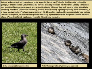 Andoriña dos penedos (Ptyonoprogne rupestris)
Entre a avifauna rupícola reprodutora están a pomba das rochas (Columba livia) (a maior poboación
galega), o andoriñón real (Apus melba) (13 parellas e única poboación no interior de Galiza), a andoriña
dos penedos (Ptyonoprogne rupestris), a andoriña dáurica (Hirundo daurica), o merlo rubio (Monticola
saxatilis), o solitario (Monticola solitarius), o corvo (Corvus corax), a gralla pequena (Corvus monedula), e
a choia biquivermella (Pyrrhocorax pyrrhocorax) (10-15 parellas e poboación non reprodutora de máis de
100-150 exemplares, un dos mellores puntos de Galiza), a presenza invernal dos pouco comúns azulenta
alpina (Prunella collaris), e gabeador vermello (Tichodroma muraria).
Gralla cereixeira (Corvus monedula)
 