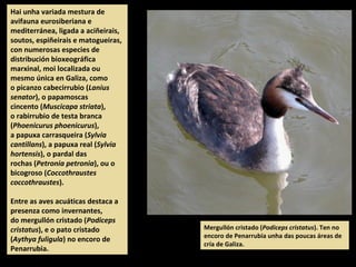 Hai unha variada mestura de
avifauna eurosiberiana e
mediterránea, ligada a aciñeirais,
soutos, espiñeirais e matogueiras,
con numerosas especies de
distribución bioxeográfica
marxinal, moi localizada ou
mesmo única en Galiza, como
o picanzo cabecirrubio (Lanius
senator), o papamoscas
cincento (Muscicapa striata),
o rabirrubio de testa branca
(Phoenicurus phoenicurus),
a papuxa carrasqueira (Sylvia
cantillans), a papuxa real (Sylvia
hortensis), o pardal das
rochas (Petronia petronia), ou o
bicogroso (Coccothraustes
coccothraustes).
Entre as aves acuáticas destaca a
presenza como invernantes,
do mergullón cristado (Podiceps
cristatus), e o pato cristado
(Aythya fuligula) no encoro de
Penarrubia.
Mergullón cristado (Podiceps cristatus). Ten no
encoro de Penarrubia unha das poucas áreas de
cría de Galiza.
 