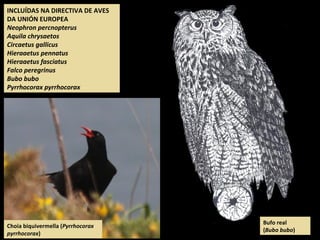 INCLUÍDAS NA DIRECTIVA DE AVES
DA UNIÓN EUROPEA
Neophron percnopterus
Aquila chrysaetos
Circaetus gallicus
Hieraaetus pennatus
Hieraaetus fasciatus
Falco peregrinus
Bubo bubo
Pyrrhocorax pyrrhocorax
Choia biquivermella (Pyrrhocorax
pyrrhocorax)
Bufo real
(Bubo bubo)
 