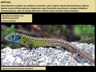 INCLUÍDAS NO ANEXO II DA
DIRECTIVA 92/43/CEE
Lacerta schreiberi
RÉPTILES
Especialmente os ligados aos ambientes calcícolas e secos: lagarta rabuda (Psammodromus algirus),
lagarta cinsenta (Psammodromus hispanicus), osga (Taurentola mauritanica), cobregón (Malpolon
monspessulanus), cobra de escada (Rhinechis scalaris), víbora fuciñuda (Vipera latastei)…
Lagarto das silveiras (Lacerta schreiberi)
 