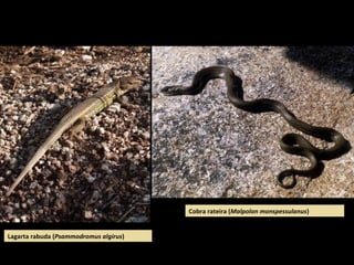 Lagarta rabuda (Psammodromus algirus)
Cobra rateira (Malpolon monspessulanus)
 