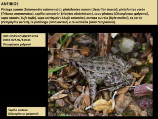 INCLUÍDAS NO ANEXO II DA
DIRECTIVA 92/43/CEE
Discoglossus galganoi
ANFIBIOS
Píntega común (Salamandra salamandra), pintafontes común (Lisotriton boscai), pintafontes verde
(Triturus marmoratus), sapiño comadrón (Halytes obstetricans), sapo pintoxo (Discoglossus galganoi),
sapo común (Bufo bufo), sapo corriqueiro (Bufo calamita), estroza ou rela (Hyla molleri), ra verde
(Pelophylax perezi), ra patilonga (rana iberica) e ra vermella (rana temporaria).
Sapiño pintoxo
(Discoglossus galganoi)
 