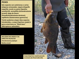 INCLUÍDAS NO ANEXO II DA
DIRECTIVA 92/43/CEE
Chondrostoma polylepis
Rutilus arcasii
PEIXES
Seis especies son autóctonas e varias
atópanse ameazadas: anguía (Anguilla
anguilla), escalo ou peixe (Squalius
carolitertii), vermelliña (Achondrostoma
arcasii), boga do Douro
(Pseudochondrostoma duriense),
espiñento (Gasterosteus gymnurus).
Tamén podemos atopar dúas especies
introducidas, a carpa (Cyprinus carpio) e
perca americana ou ''black-bass''
(Micropterus salmoides).
Carpa (Cyprinus carpio) pescada
no encoro de Penarrubia (Sil).
 
