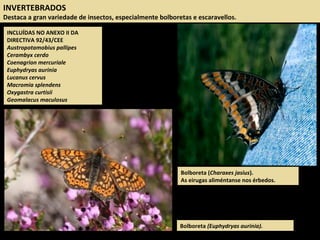 INVERTEBRADOS
Destaca a gran variedade de insectos, especialmente bolboretas e escaravellos.
INCLUÍDAS NO ANEXO II DA
DIRECTIVA 92/43/CEE
Austropotamobius pallipes
Cerambyx cerdo
Coenagrion mercuriale
Euphydryas aurinia
Lucanus cervus
Macromia splendens
Oxygastra curtisii
Geomalacus maculosus
Bolboreta (Charaxes jasius).
As eirugas aliméntanse nos érbedos.
Bolboreta (Euphydryas aurinia).
 