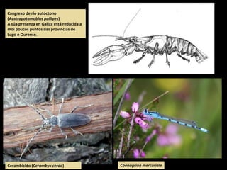 Cangrexo de río autóctono
(Austrapotamobius pallipes)
A súa presenza en Galiza está reducida a
moi poucos puntos das provincias de
Lugo e Ourense.
Cerambícido (Cerambyx cerdo) Coenagrion mercuriale
 