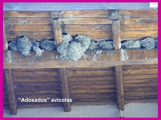 “ Adosados” avícolas 