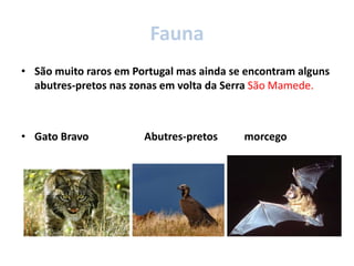 Fauna
• São muito raros em Portugal mas ainda se encontram alguns
abutres-pretos nas zonas em volta da Serra São Mamede.
• Gato Bravo Abutres-pretos morcego
 