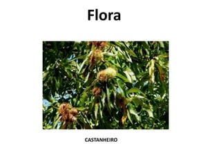 Flora
CASTANHEIRO
 