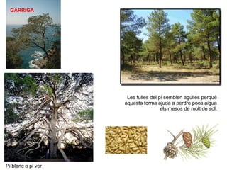 Les garrigues son comunitats d'arbustos i pins. La garriga creix a les vessants assolellades i més seques de la Serra. GAR...