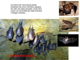 A la Serra de Tramuntana també existeixen els únics mamífers capaços de volar: les rates pinyades. Viuen dins coves, en comunitats de molts individus i mengen insectes. RATES PINYADES. 