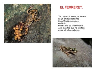 FAUNA - ALTRES EL FERRERET. Tot i ser molt menut, el ferreret és un animal d'enorme importància perquè és endèmic de la Serra de Tramuntana. Això significa que no existeix a cap altre lloc del mon. 