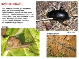 INVERTEBRATS Una part dels animals que habiten la Serra de Tramuntana passa desapercebuda perquè son molt petits. Tanmateix son igualment importants per mantenir l'equilibri a l'ecosistema, ja que molts animals s'alimenten d'ells i perquè ajuden a algunes plantes a escampar les seves llavors. Escarabat. Processionaria. Caragol. 