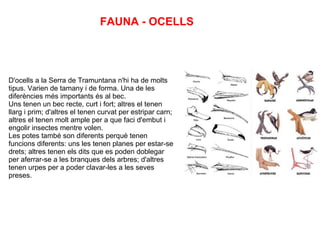 FAUNA - OCELLS D'ocells a la Serra de Tramuntana n'hi ha de molts tipus. Varien de tamany i de forma. Una de les diferències més importants és al bec. Uns tenen un bec recte, curt i fort; altres el tenen llarg i prim; d'altres el tenen curvat per estripar carn; altres el tenen molt ample per a que faci d'embut i engolir insectes mentre volen. Les potes també son diferents perquè tenen funcions diferents: uns les tenen planes per estar-se drets; altres tenen els dits que es poden doblegar per aferrar-se a les branques dels arbres; d'altres tenen urpes per a poder clavar-les a les seves preses. 