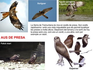 Milana Esparver Falcó marí Àguila peixatera o àguila calçada Xoriguer La Serra de Tramuntana és rica en ocells de presa. Son ocells rapidíssims i amb una vista inigualable que els permet localitzar les preses a molta altura. Depenent del tamany (i la sort!) de l'au la presa serà una, com ara un conill, o una altra, com per exemple un ratolí. AUS DE PRESA 
