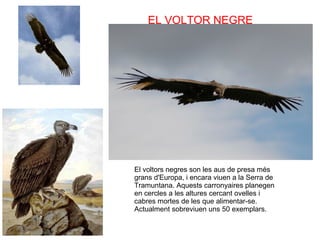 EL VOLTOR NEGRE El voltors negres son les aus de presa més grans d'Europa, i encara viuen a la Serra de Tramuntana. Aquests carronyaires planegen en cercles a les altures cercant ovelles i cabres mortes de les que alimentar-se. Actualment sobreviuen uns 50 exemplars.  