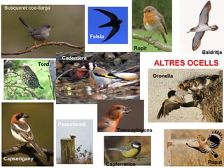 Busqueret coa-llarga Baldritja Puput Falsia Oronella Capserigany Tord Passaforadí Capferrerico Ropit ALTRES OCELLS Cadernera Trencapinyons 