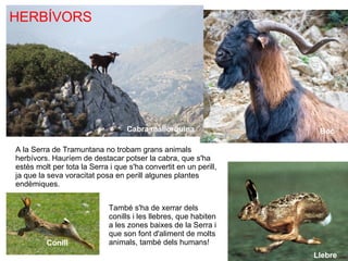 Herbívors Cabra mallorquina Boc Llebre Conill HERBÍVORS A la Serra de Tramuntana no trobam grans animals herbívors. Hauríem de destacar potser la cabra, que s'ha estès molt per tota la Serra i que s'ha convertit en un perill, ja que la seva voracitat posa en perill algunes plantes endèmiques. També s'ha de xerrar dels conills i les llebres, que habiten a les zones baixes de la Serra i que son font d'aliment de molts animals, també dels humans! 