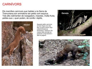 CARNÍVORS Mostel Geneta Mart Els mamífers carnívors que habiten a la Serra de Tramuntana son animalons tan petits com esquius. Tots ells s'alimenten de rosegadors, insectes, molta fruita, petites aus i, quan poden, de conills i rèptils. Aquests petits carnívors no han tingut una vida fàcil, ja que la seva caça indiscriminada es fomentava i retribuïa. Els cossos dels animals es portaven a l'ajuntament i allà es pagava. 