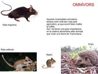 OMNÍVORS Rata traginera. Rata cellarda. Ratolí. Eriçó. Aquests incansables animalons tampoc eren molt ben vists pels agricultors, ja que sovint feien malbé la collita. Així i tot tenen una gran importància en la cadena alimentària dels animals que viuen a la Serra de Tramuntana. 