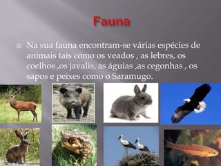  Na sua fauna encontram-se várias espécies de
animais tais como os veados , as lebres, os
coelhos ,os javalis, as águias ,as cegonhas , os
sapos e peixes como o Saramugo.
 