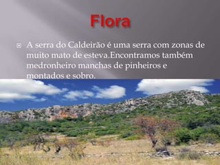  A serra do Caldeirão é uma serra com zonas de
muito mato de esteva.Encontramos também
medronheiro manchas de pinheiros e
montados e sobro.
 