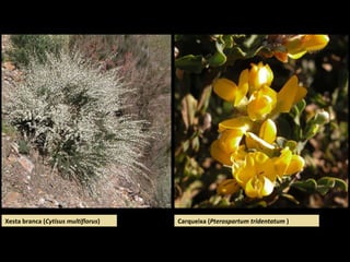 Pena Muller
“O Can”
“O Galo”
“ET”
 