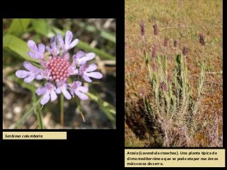 Scabiosa columbaria
Arzaia (Lavandula stoechas). Una planta típica de
clima mediterráneo que se pode atopar nas áreas
máis secas da serra.
 