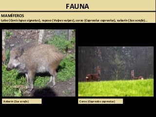 MAMÍFEROS
Lobo (Canis lupus signatus), raposo (Vulpes vulpes), corzo (Capreolus capreolus), xabarín (Sus scrofa)...
FAUNA
Xabarín (Sus scrofa) Corzo (Capreolus capreolus)
 