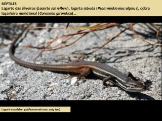RÉPTILES
Lagarto das silveiras (Lacerta schreiberi), lagarta rabuda (Psammodromus algirus), cobra
lagarteira meridional (Coronella girondica)...
Lagartixa rabilonga (Psammodromus algirus)
 