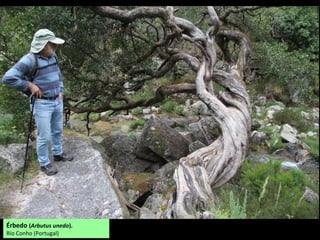 Érbedo (Arbutus unedo).
Río Conho (Portugal)
 