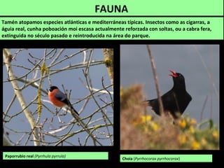 Tamén atopamos especies atlánticas e mediterráneas típicas. Insectos como as cigarras, a
águia real, cunha poboación moi escasa actualmente reforzada con soltas, ou a cabra fera,
extinguida no século pasado e reintroducida na área do parque.
Choia (Pyrrhocorax pyrrhocorax)
FAUNA
Paporrubio real (Pyrrhula pyrrula)
 