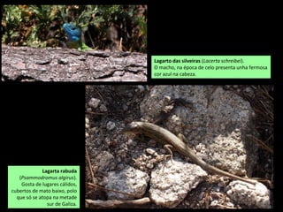 Lagarta rabuda
(Psammodromus algirus).
Gosta de lugares cálidos,
cubertos de mato baixo, polo
que só se atopa na metade
sur de Galiza.
Lagarto das silveiras (Lacerta schreibei).
O macho, na época de celo presenta unha fermosa
cor azul na cabeza.
 