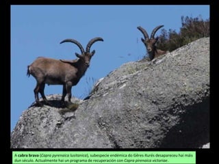 A cabra brava (Capra pyrenaica lusitanica), subespecie endémica do Gêres-Xurés desapareceu hai máis
dun século. Actualmente hai un programa de recuperación con Capra pirenaica victoriae.
 