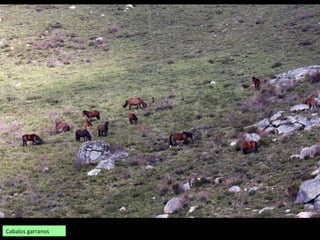 Cabalos garranos
 