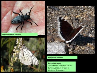 Aporia crataegui.
En Galiza só é común no sur de
Ourense, onde as eirugas se
alimentas de estripos.
Iberodorcadión seoanei
Nymphalis antiopa
 